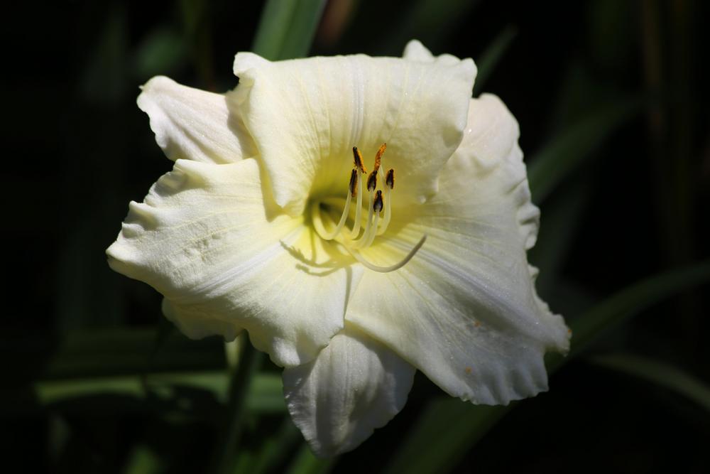 Photo of Daylily (Hemerocallis 'Joan Senior') uploaded by Wissenssucher