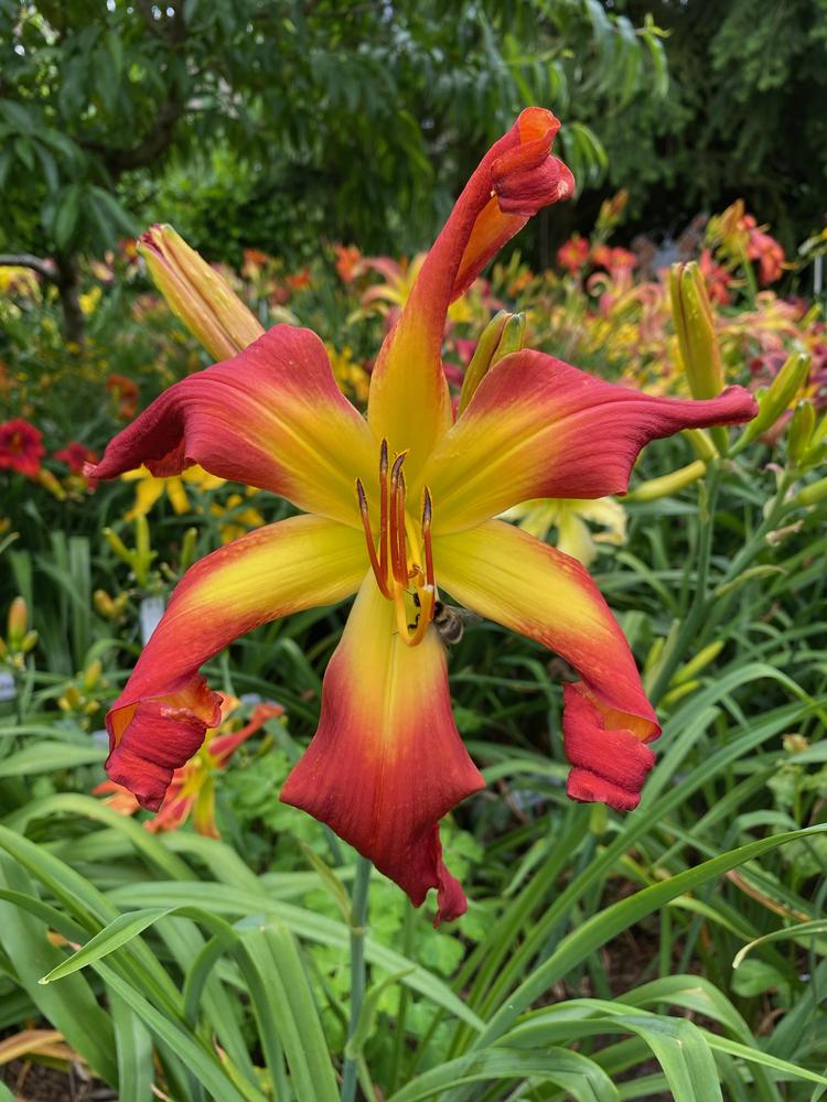 Photo of Daylily (Hemerocallis 'Hotter than the Fourth of July') uploaded by Wissenssucher