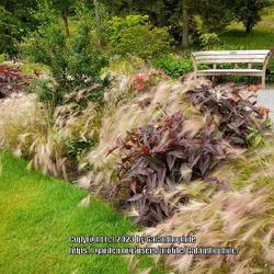 Location: RHS Harlow Carr gardens, Yorkshire, England UK 
Date: 2021-07-15
Hordeum jubatum