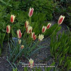 Location: RHS Harlow Carr gardens, Yorkshire, England UK 
Date: 2017-04-23
Tulipa clusiana Cynthia