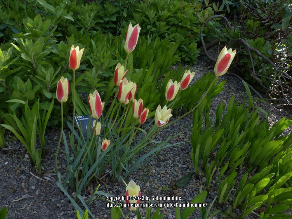 Photo of Lady Tulip (Tulipa clusiana 'Cynthia') uploaded by Galanthophile