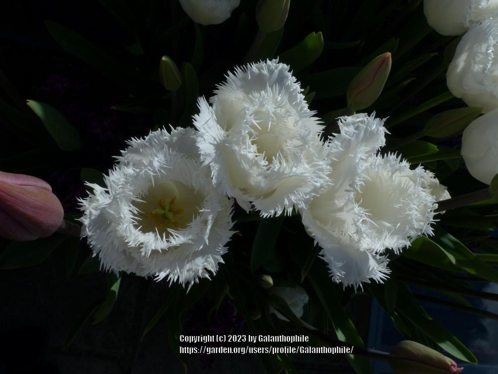 Photo of Fringed Tulip (Tulipa 'Honeymoon') uploaded by Galanthophile
