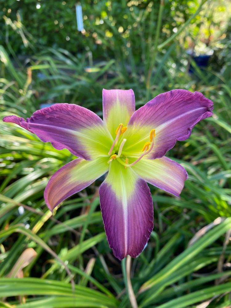 Photo of Daylily (Hemerocallis 'Only in Dreams') uploaded by Wissenssucher