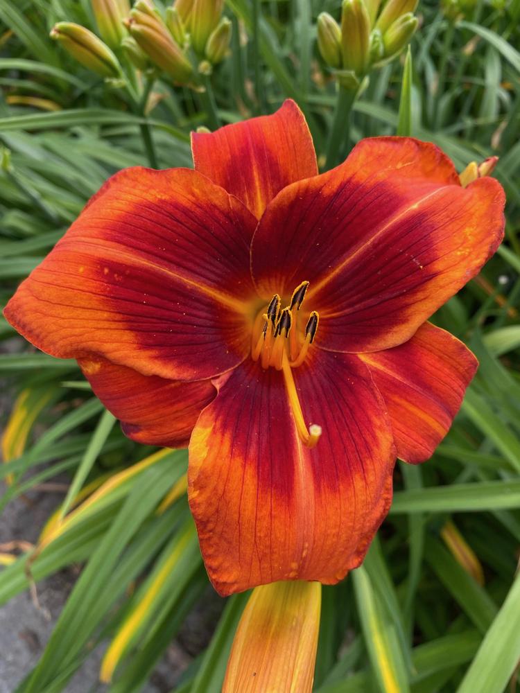 Photo of Daylily (Hemerocallis 'Outrageous') uploaded by Wissenssucher