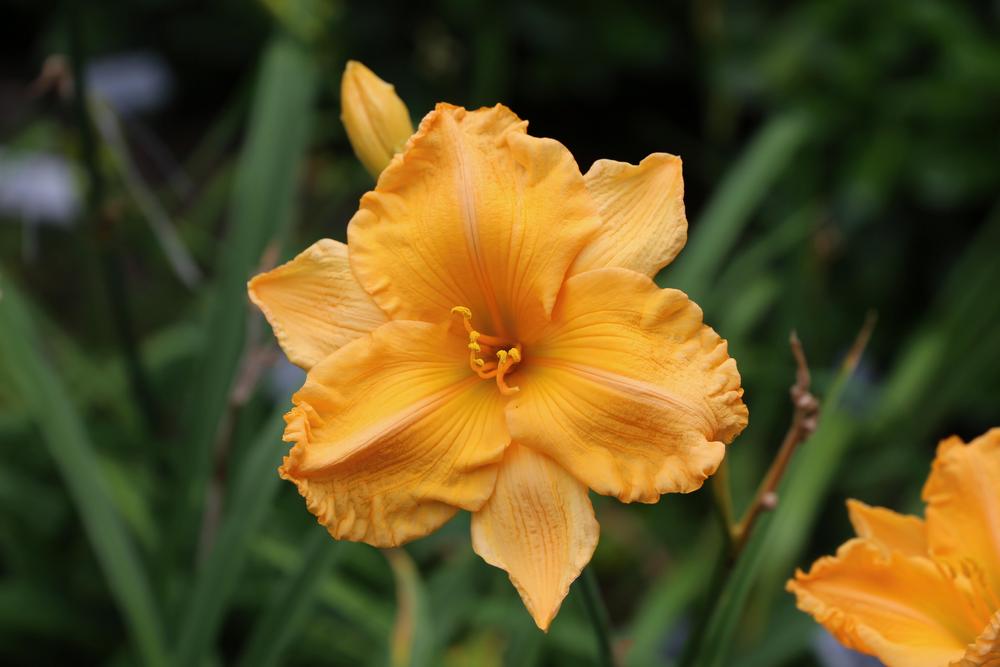 Photo of Daylily (Hemerocallis 'Orange Velvet') uploaded by Wissenssucher