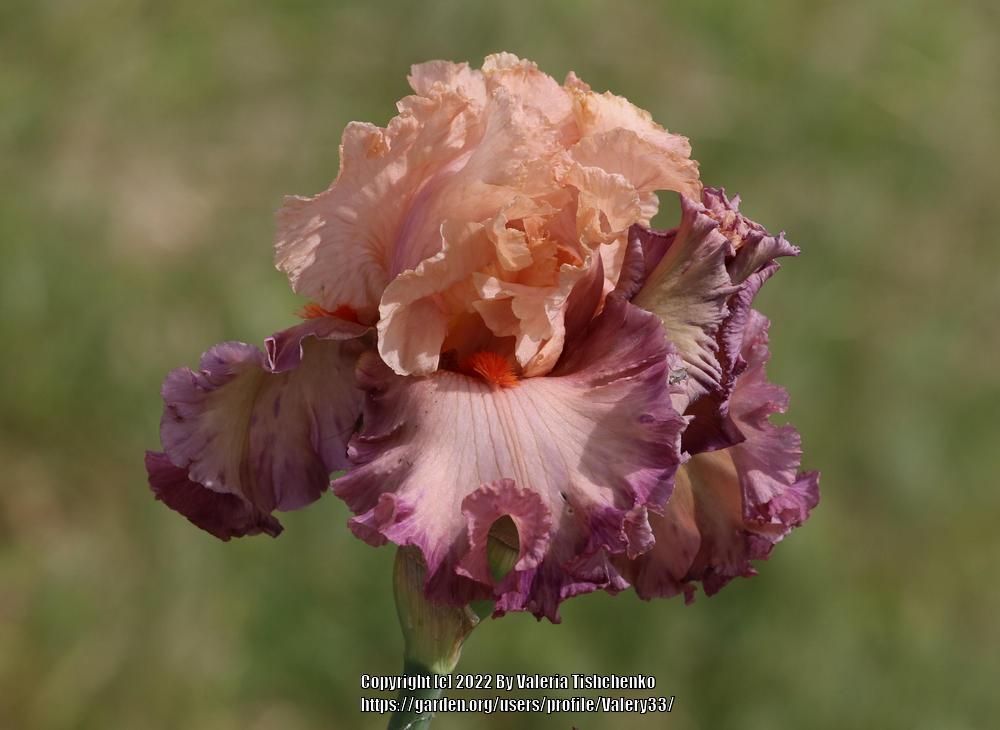 Photo of Tall Bearded Iris (Iris 'Poster Girl') uploaded by Valery33