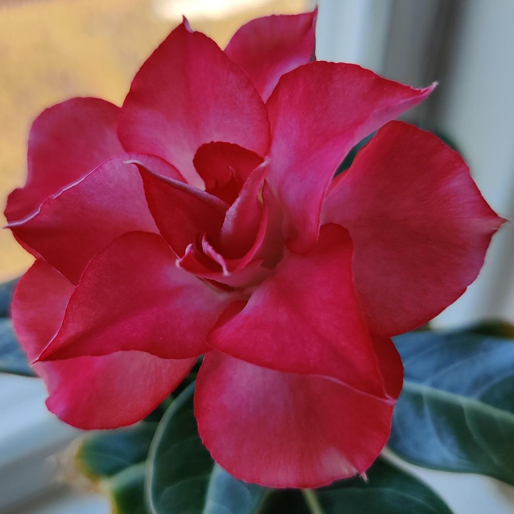 Photo of Desert Rose (Adenium obesum) uploaded by Ylis