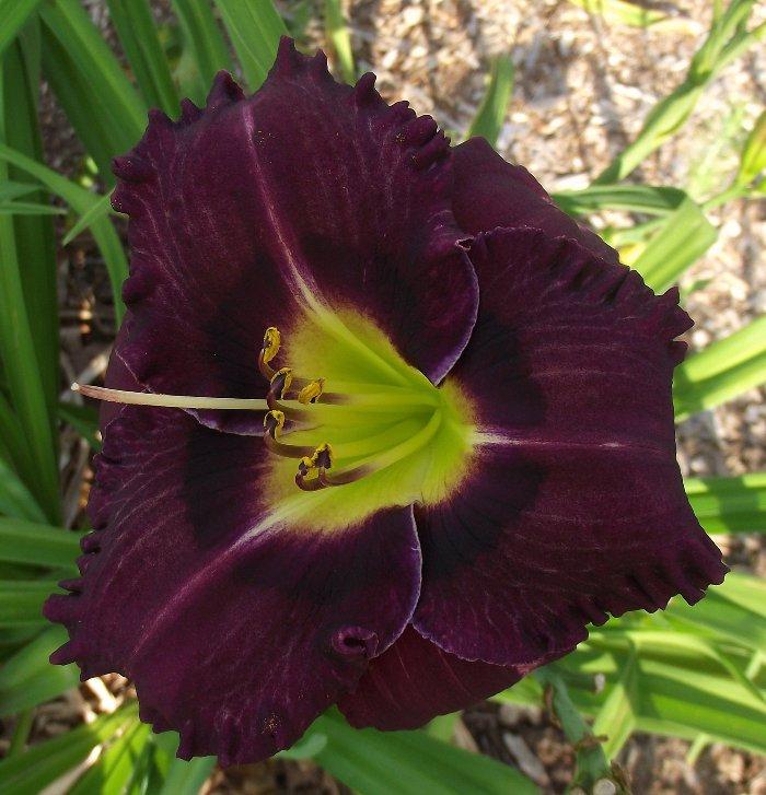 Photo of Daylily (Hemerocallis 'ET High Yield Dividend') uploaded by sandyp60