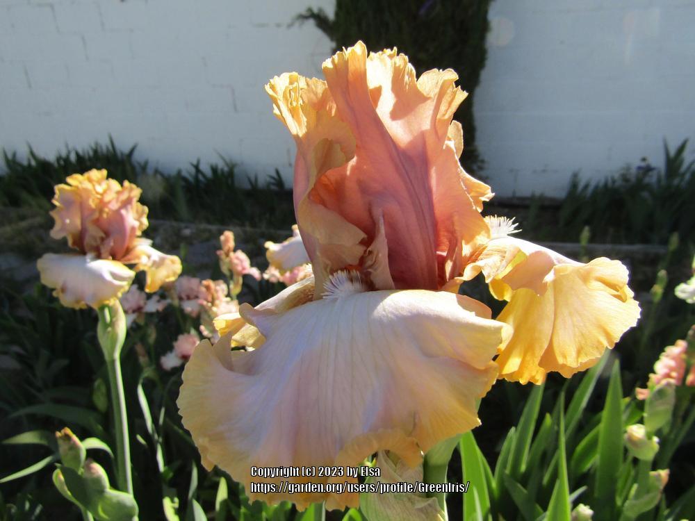 Photo of Tall Bearded Iris (Iris 'Count on Rosalyn') uploaded by GreenIris