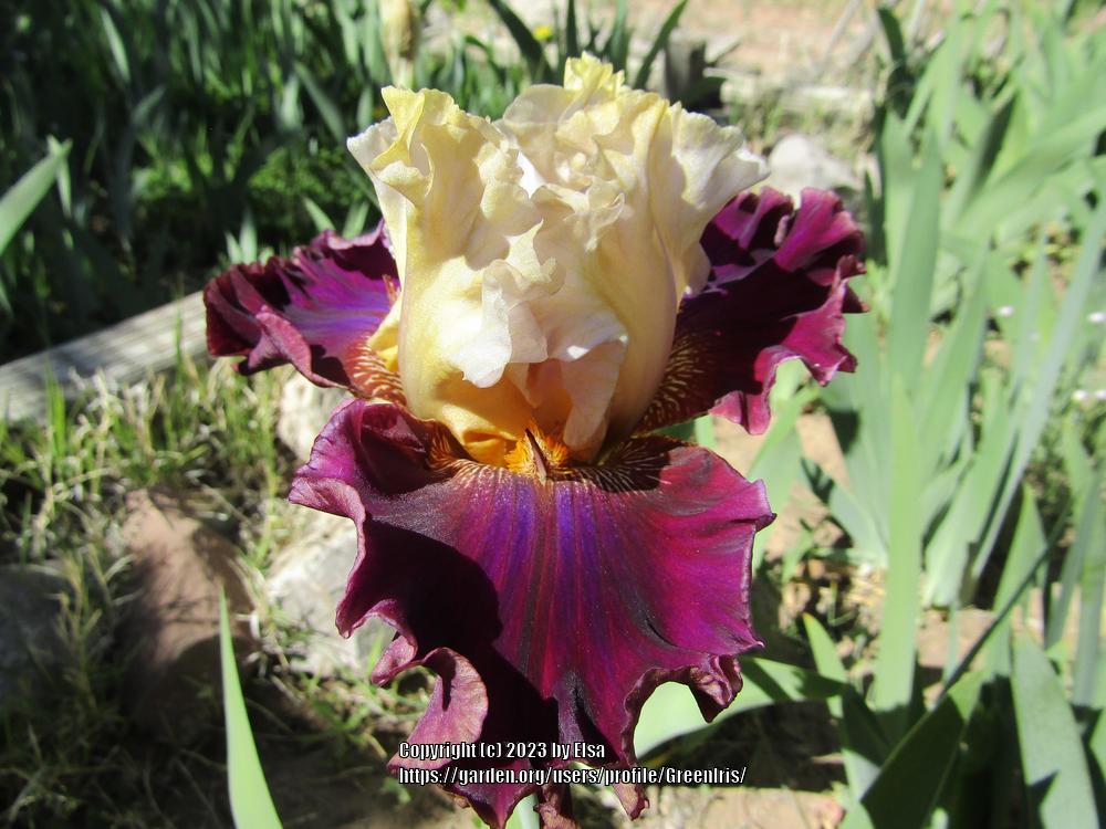 Photo of Tall Bearded Iris (Iris 'Super Duper') uploaded by GreenIris