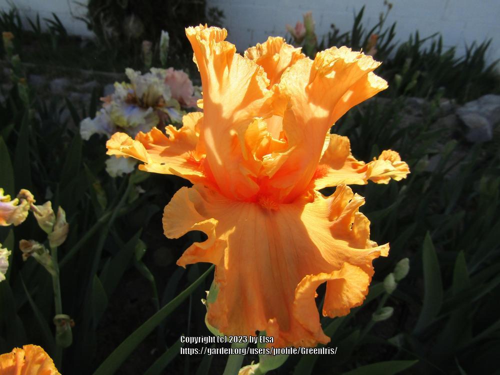 Photo of Tall Bearded Iris (Iris 'Jaunty Gilbreath') uploaded by GreenIris
