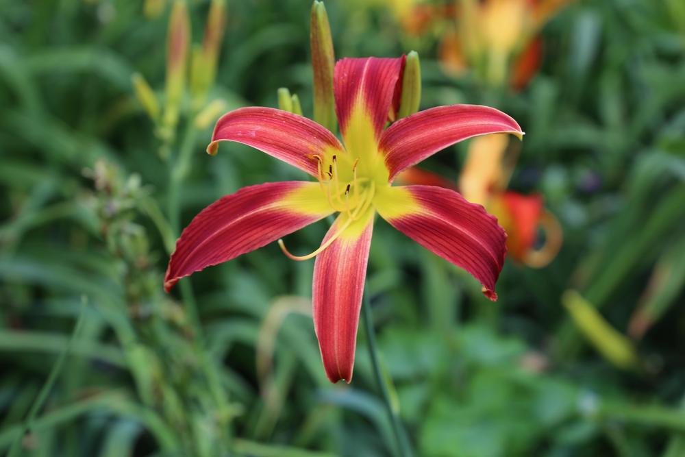 Photo of Daylily (Hemerocallis 'Red Ribbons') uploaded by Wissenssucher