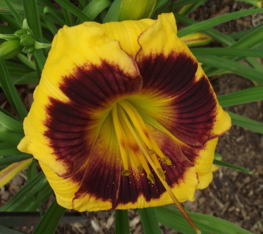 Photo of Daylily (Hemerocallis 'ET Possum and Grits') uploaded by sandyp60