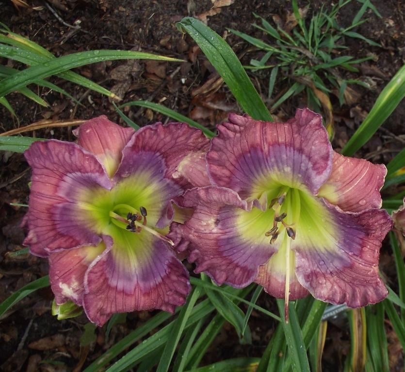Photo of Daylily (Hemerocallis 'ET More than Imagined') uploaded by sandyp60