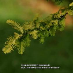 Location: RHS Harlow Carr gardens, Yorkshire, England UK 
Date: 2018-10-07
Metasequoia glyptostroboides Gold Rush