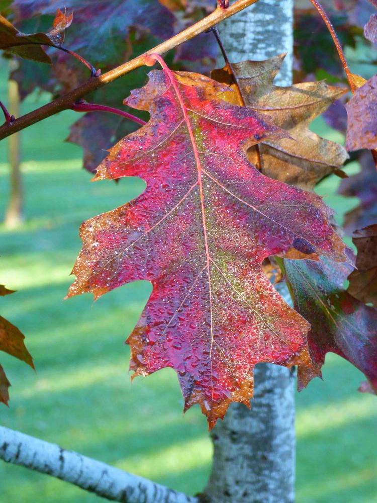 Photo of Scarlet Oak (Quercus coccinea) uploaded by KGFerg
