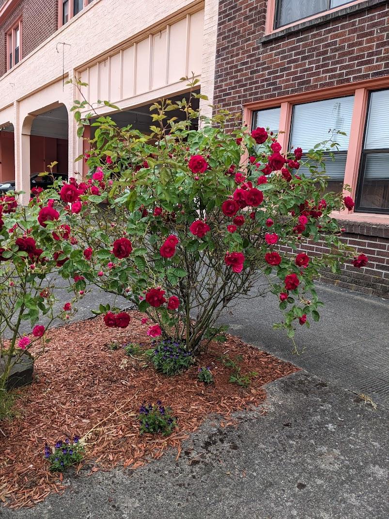 Photo of Roses (Rosa) uploaded by Joy
