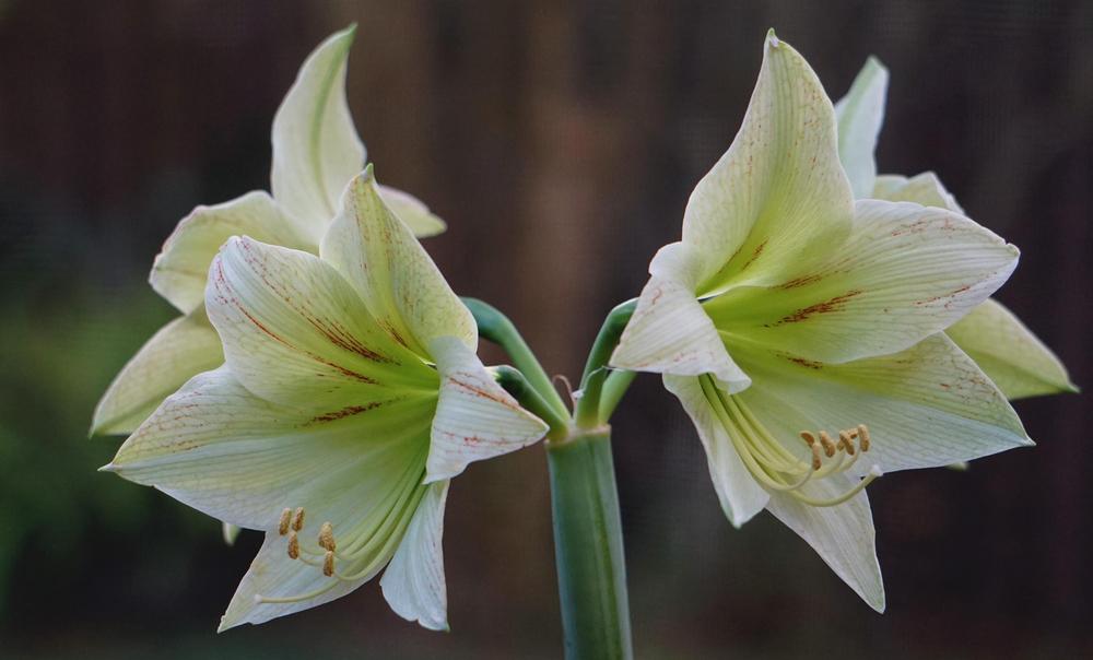 Photo of Amaryllis (Hippeastrum 'Green Valley') uploaded by bsharf