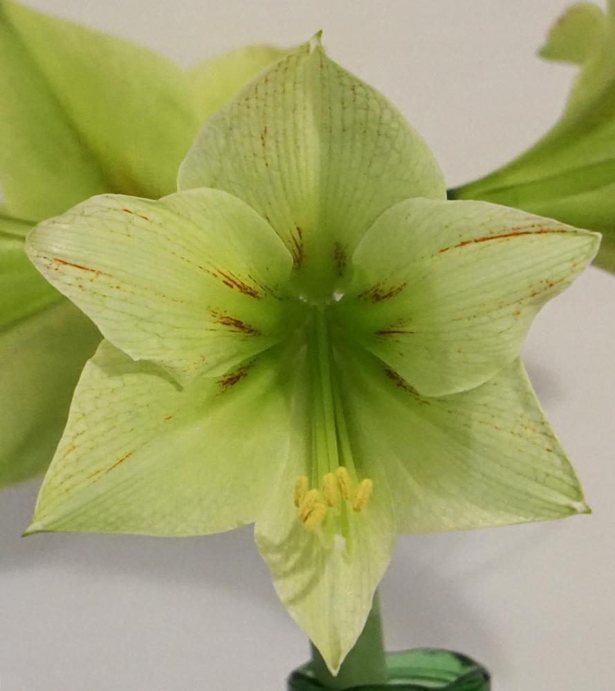 Photo of Amaryllis (Hippeastrum 'Green Valley') uploaded by bsharf