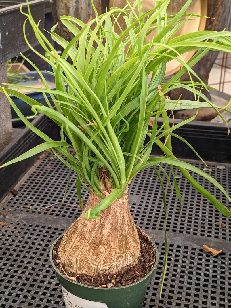Photo of Ponytail Palm (Beaucarnea recurvata) uploaded by Joy