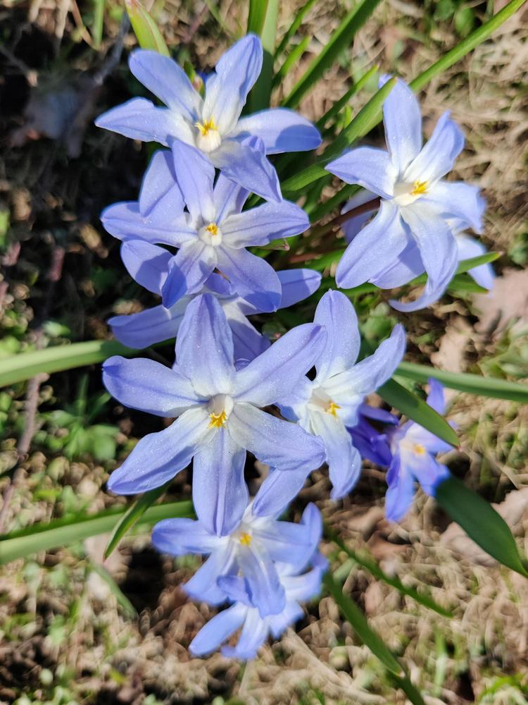 Photo of Siberian Squill (Scilla siberica 'Spring Beauty') uploaded by Ylis
