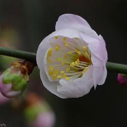 Location: j c raulston arboretum, raleigh, north carolina
Date: 2021-12-29
weeping japanese flowering apricot