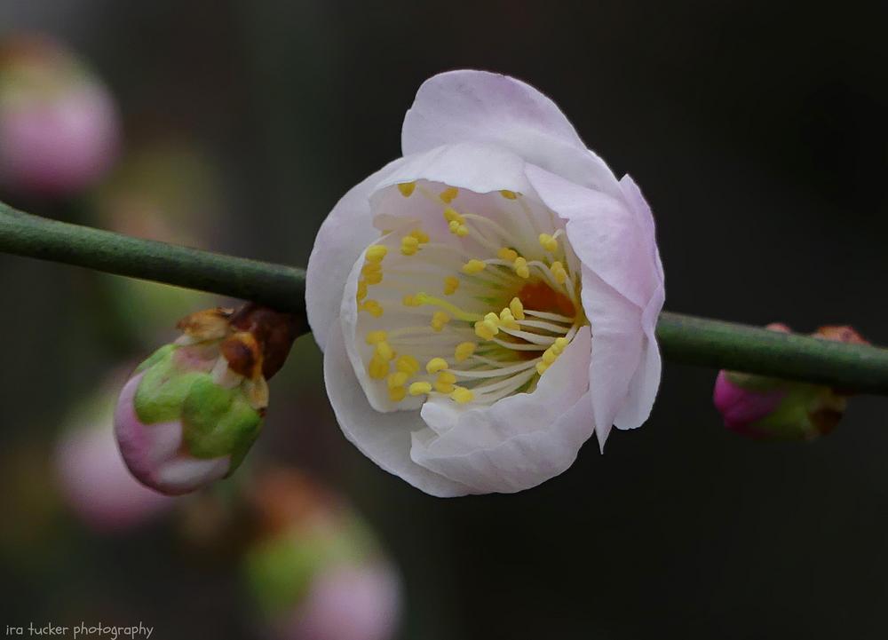 Photo of Japanese Flowering Apricot (Prunus mume 'Bridal Veil') uploaded by drirastucker