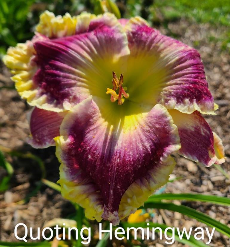 Photo of Daylily (Hemerocallis 'Quoting Hemingway') uploaded by lillyx4