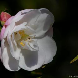 Location: j c raulston arboretum, raleigh, north carolina
Date: 2023-12-23
Ackerman hybrid camellia