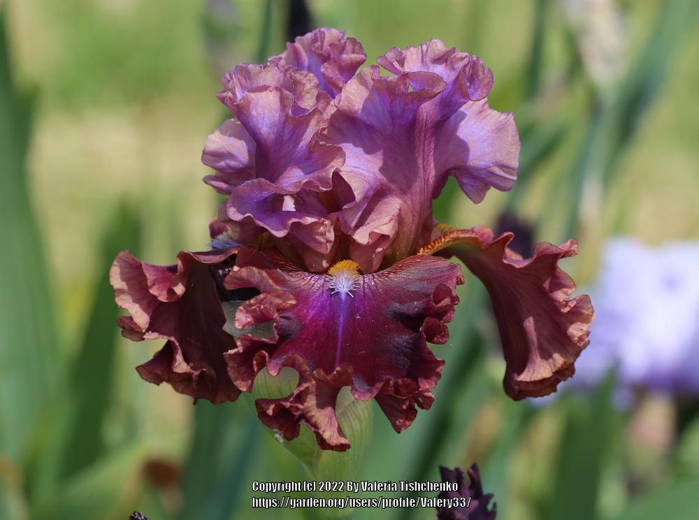Photo of Tall Bearded Iris (Iris 'Electric Candy') uploaded by Valery33