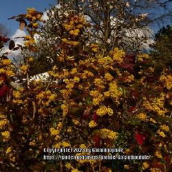Location: RHS Harlow Carr gardens, Yorkshire, England UK 
Date: 2021-04-10
Mahonia x Wagneri 'Pinnacle'