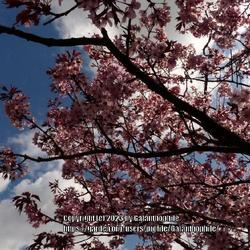 Location: RHS Harlow Carr gardens, Yorkshire, England UK 
Date: 2021-04-10
Prunus sargentii