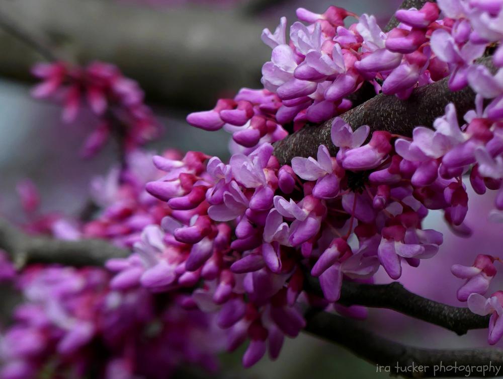 Photo of Eastern Redbud (Cercis canadensis The Rising Sun™) uploaded by drirastucker