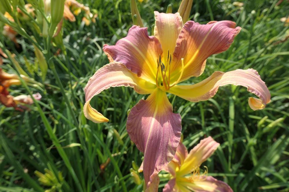 Photo of Daylily (Hemerocallis 'The Sky is Falling') uploaded by Caruso