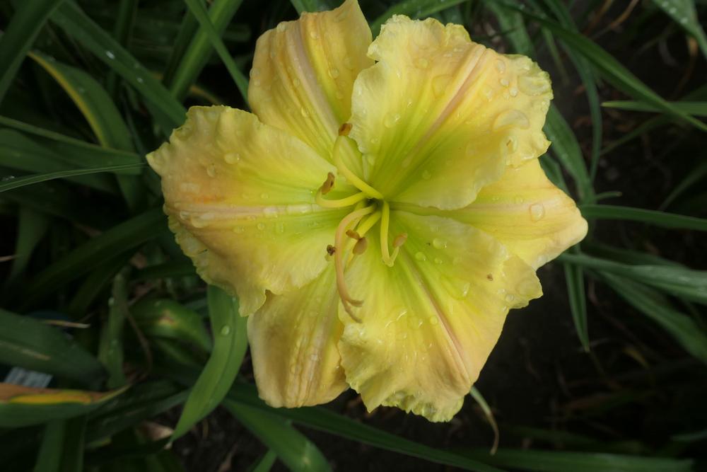 Photo of Daylily (Hemerocallis 'Tequila and Lime') uploaded by Caruso