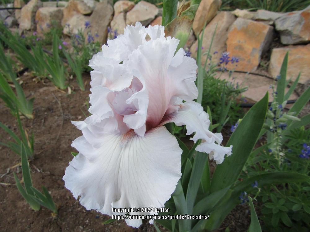 Photo of Tall Bearded Iris (Iris 'Strawberry Frosting') uploaded by GreenIris