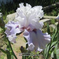 Location: Las Cruces, NM
Date: 2023-04-28
TB Iris Lavender Fizz