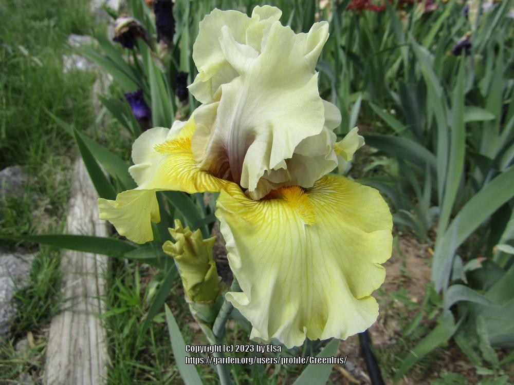 Photo of Tall Bearded Iris (Iris 'Green Lantern') uploaded by GreenIris