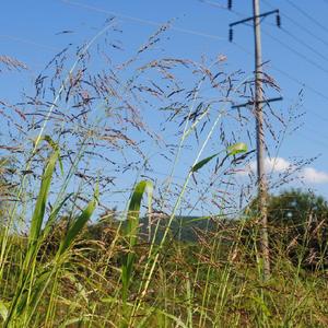 view of grass seedheads in panicle clusters