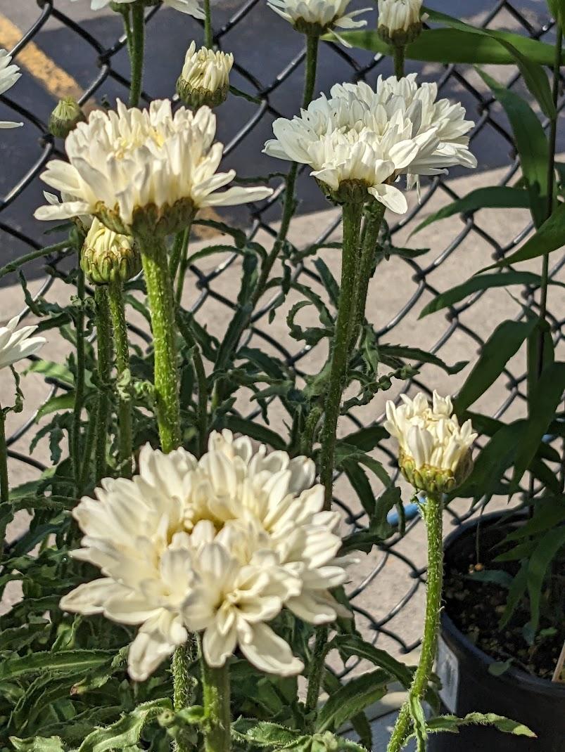 Photo of Shasta Daisy (Leucanthemum x superbum 'Victorian Secret') uploaded by Joy