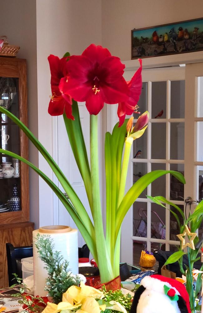 Photo of Amaryllis (Hippeastrum 'Red Pearl') uploaded by LoriMT