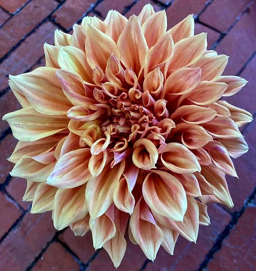 Photo of Dahlia 'Formby Sovereign' uploaded by gwhizz