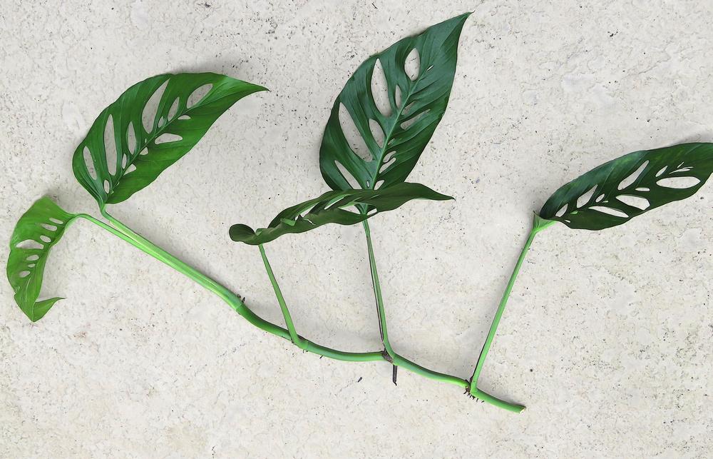 Photo of Swiss Cheese Philodendron (Monstera adansonii) uploaded by plantladylin