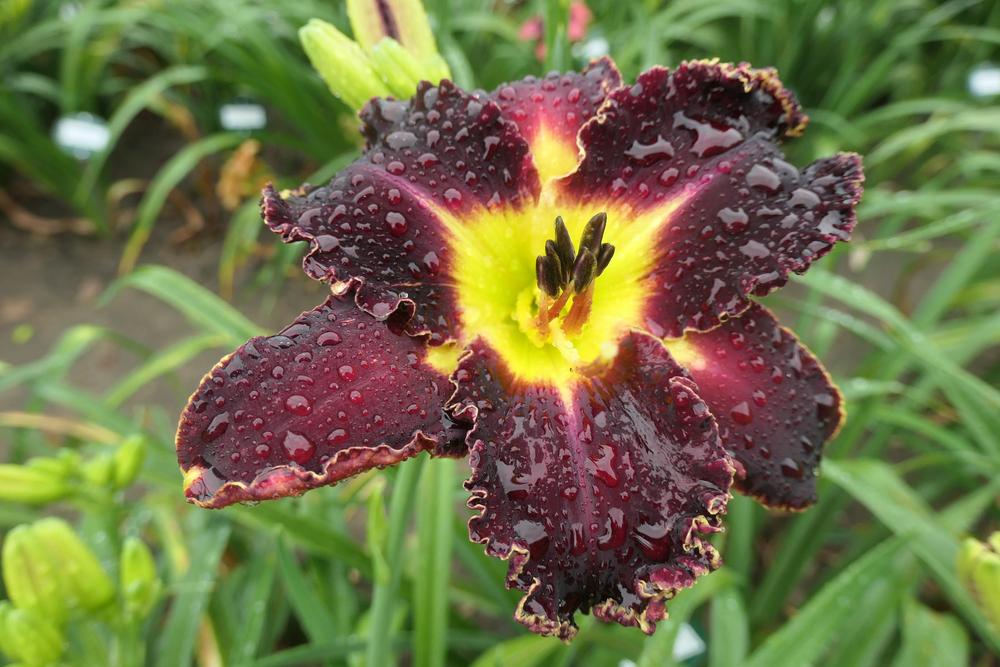 Photo of Daylily (Hemerocallis 'Victorian Garden Star Bright') uploaded by Caruso