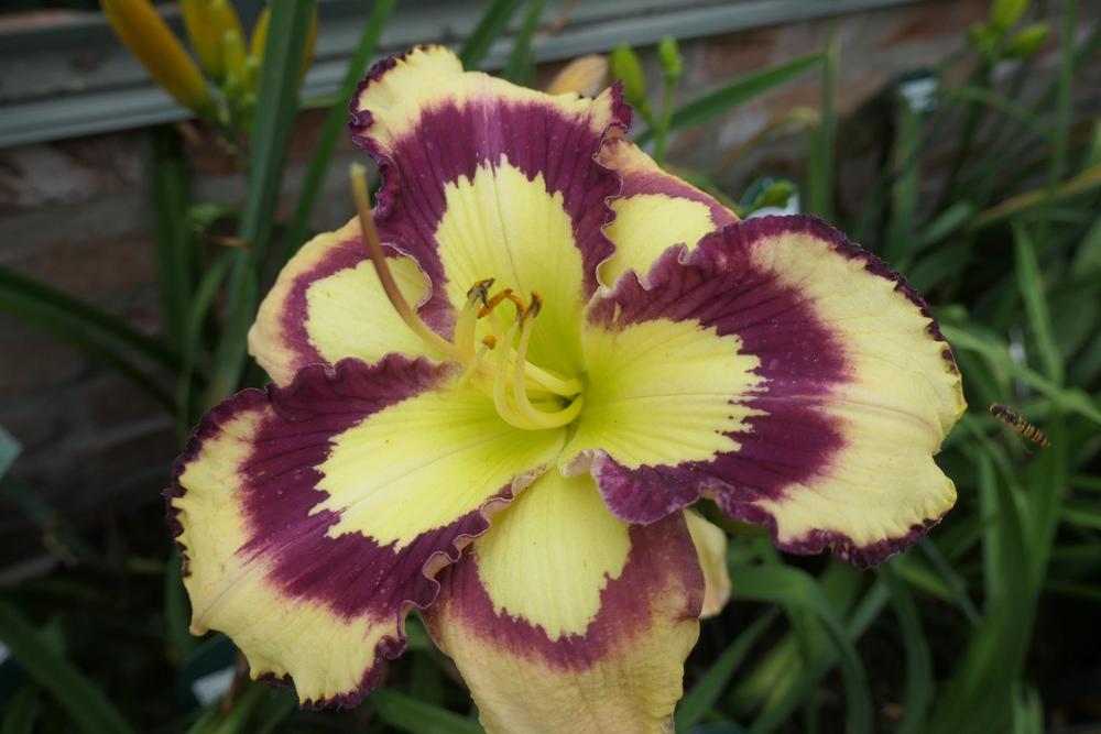 Photo of Daylily (Hemerocallis 'Violet Stained Glass') uploaded by Caruso