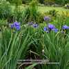 Siberian Iris 'Silberkante'