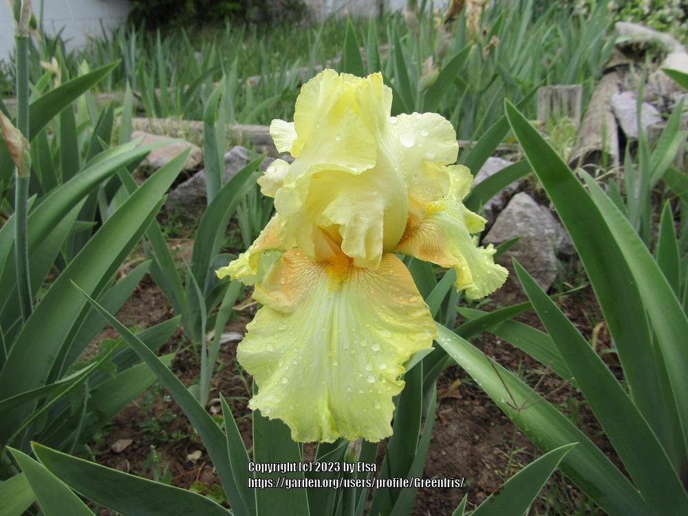 Photo of Tall Bearded Iris (Iris 'Blackhills Jewelry') uploaded by GreenIris