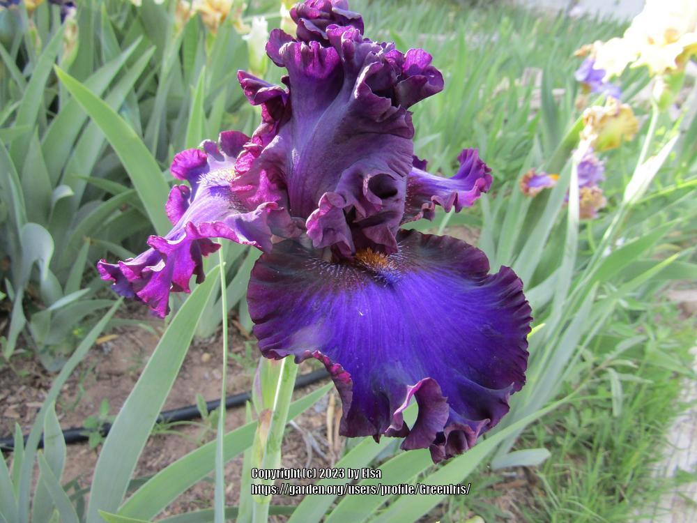 Photo of Tall Bearded Iris (Iris 'Whole Hog') uploaded by GreenIris