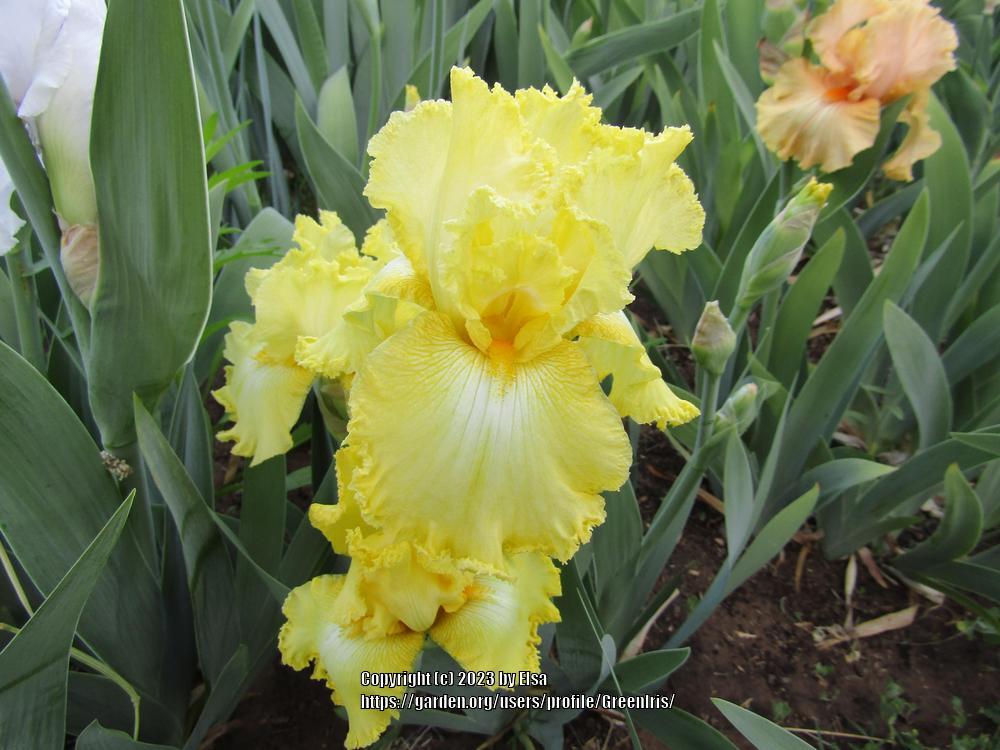 Photo of Tall Bearded Iris (Iris 'Fallalery') uploaded by GreenIris