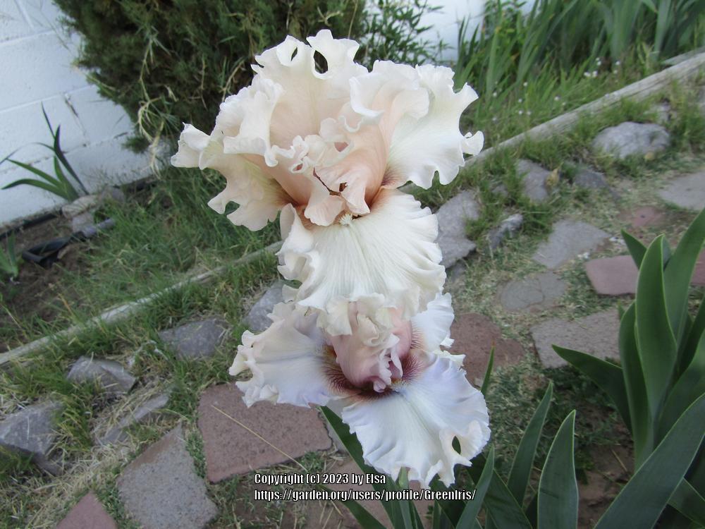 Photo of Tall Bearded Iris (Iris 'Sugar Blush') uploaded by GreenIris